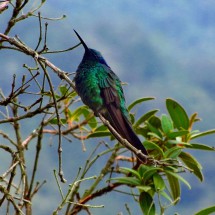 Hummingbird in Cocora
